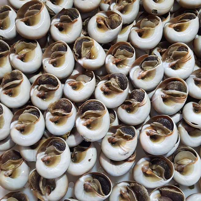 골뱅이대장 냉동자숙통골뱅이2kg (50미.전 후) 손질하지않은 자연산골뱅이의맛 비완제품 1시간이상삶아야합니다, 1개, 2kg