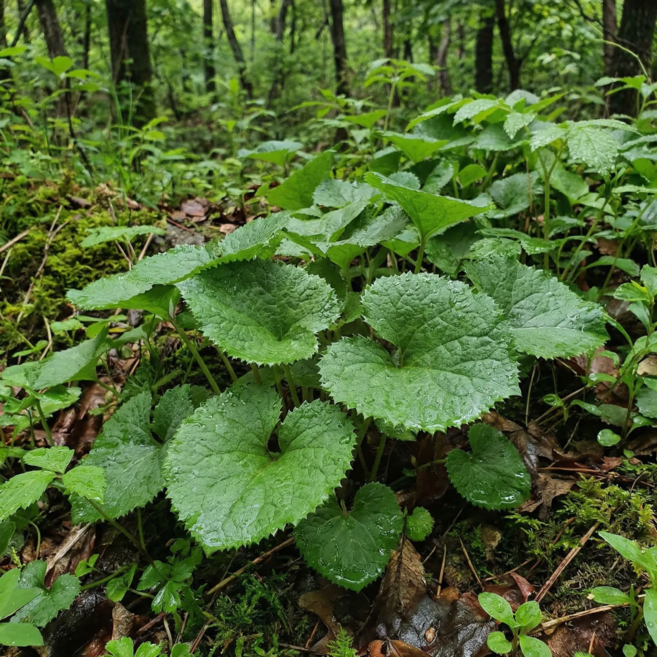 [다정한과일] 산지 직송 품질 선별 국내산 곰취, 1개, 200g