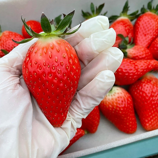 논산킹스베리딸기 설향 생딸기 달콤한 과즙 팡팡 대왕특, 1개, 논산 생 딸기 설향 350g (12-15과) 특