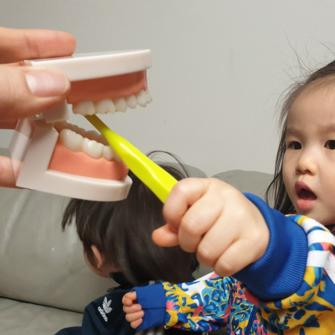 마켓덤 양치교육 치아모형 구강교육 칫솔질교육 모형이빨
