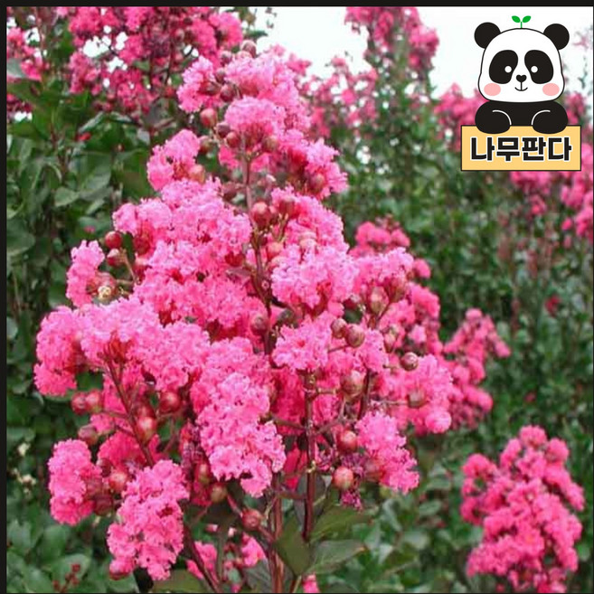 배롱나무 묘목 핑크벨루어 삽목2년 나무판다, 1개