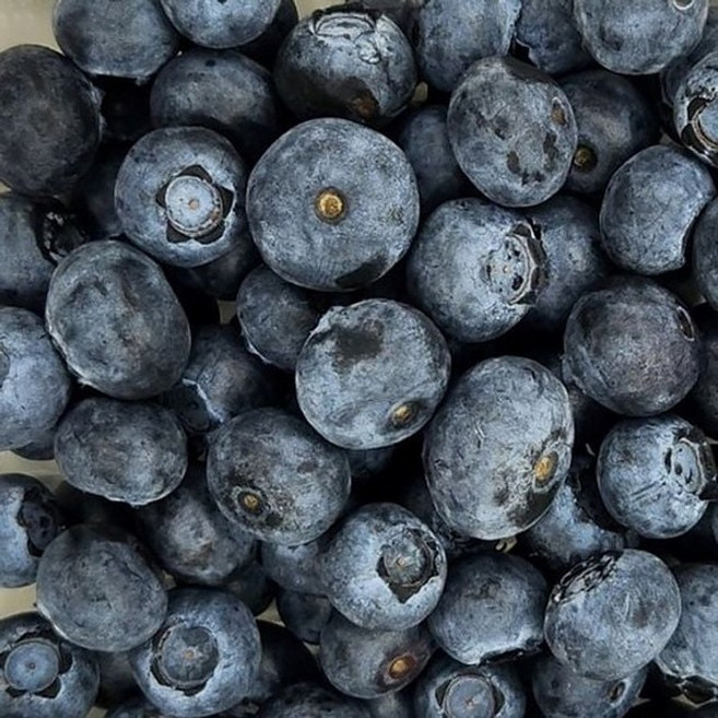 싱싱한 칠레산 생블루베리 125g 4팩 슈퍼푸드 과일