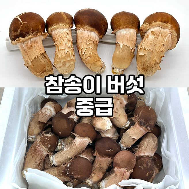 버섯농사꾼 국내산 참송이버섯 가정용 중급 상급 신선 버섯, 1박스, 중급 500g