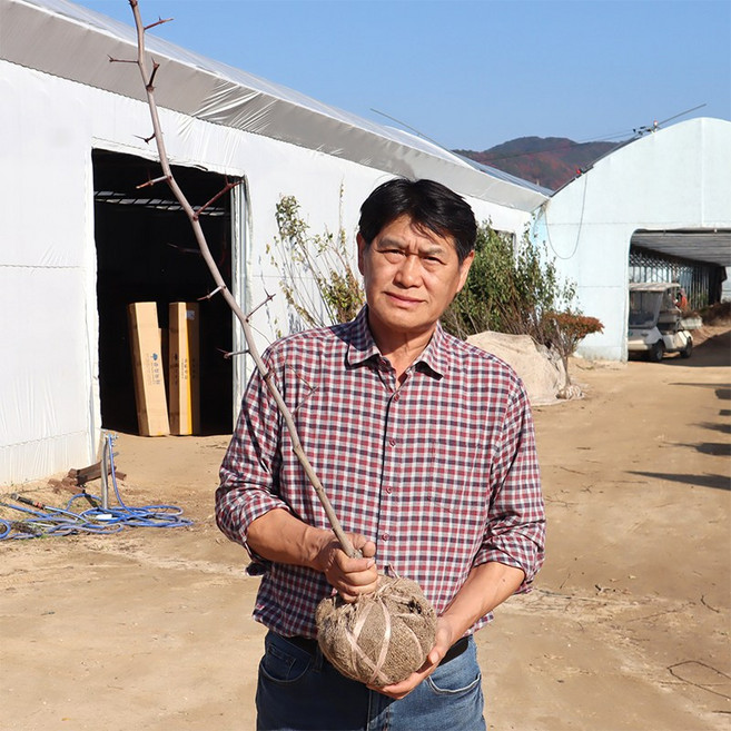 사과대추나무 묘목 3년생 결실주, 사과대추 3년생접2년, 1개