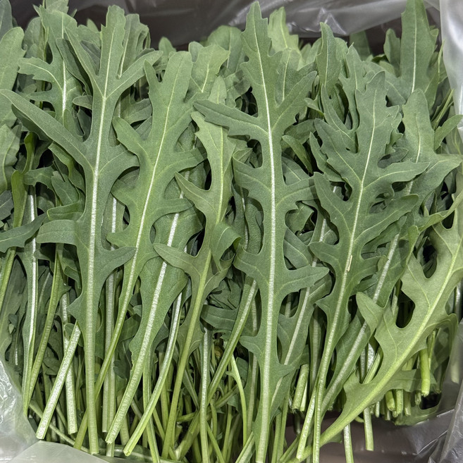 농진사 와일드 루꼴라 국내산 특 피자 파스타 샐러드, 1kg, 1박스