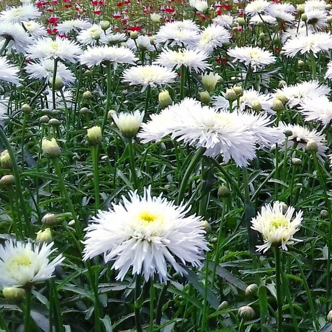 겹꽃샤스타데이지 씨앗 소포장 대포장, 1개, 대포장 400립