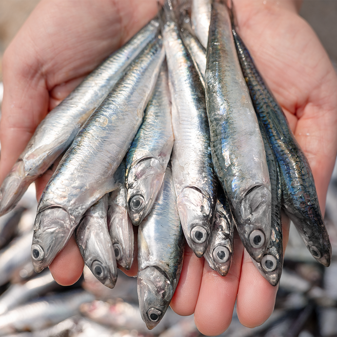 당일조업 거제 생멸치 손질 뼈제거 멸치 멸치회 조림 찌개, 1개
