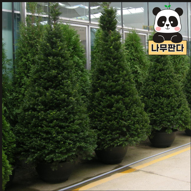 주목나무 묘목 실생3년 3치포트 나무판다, 5개