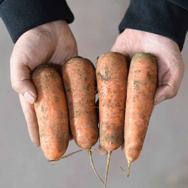 [입점 특가] 제주 구좌 햇 당근 국내산 제주산 흙 당근, 1개, 중 2kg