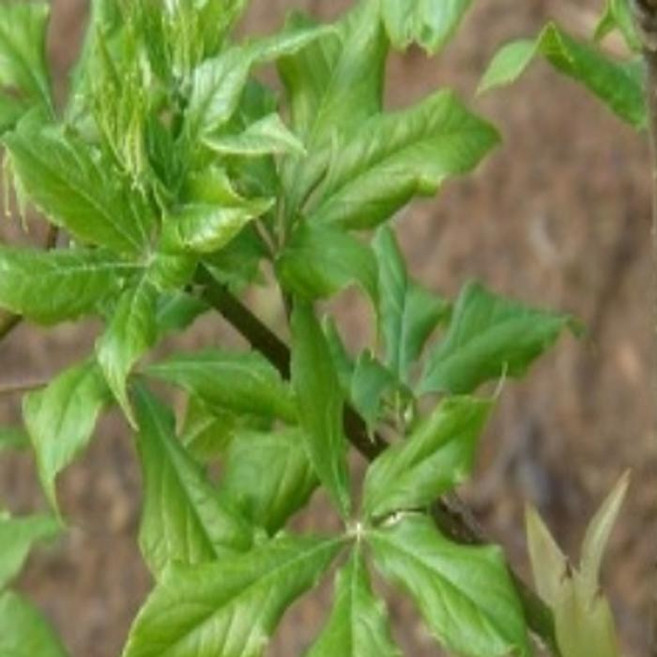 특용수 약용수 묘목-토종 민오갈피 -실생3년 5주묶음 TK185