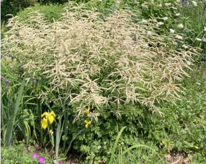 눈개승마씨앗 300립 삼나물씨앗 국내 채종 종자 채소 약초씨앗(WJ)