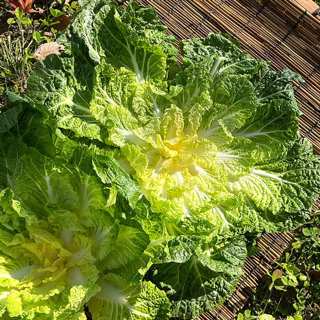 진도에서 해풍맞으며 자란 봄동1kg(2~6입) 산지직송, 1개, 1kg