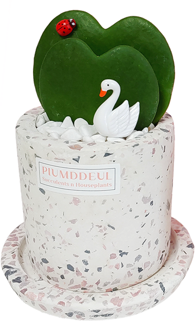 하트호야 호야케리 2촉 고급 테라조화분 완성품 1개 - 공기정화 전자파차단 산소배출, 연핑크