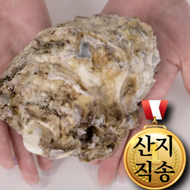 제철담다 거제 청정바다 생 바위굴 알 꽉찬 참굴 신선포장 당일발송, 1박스, 3kg