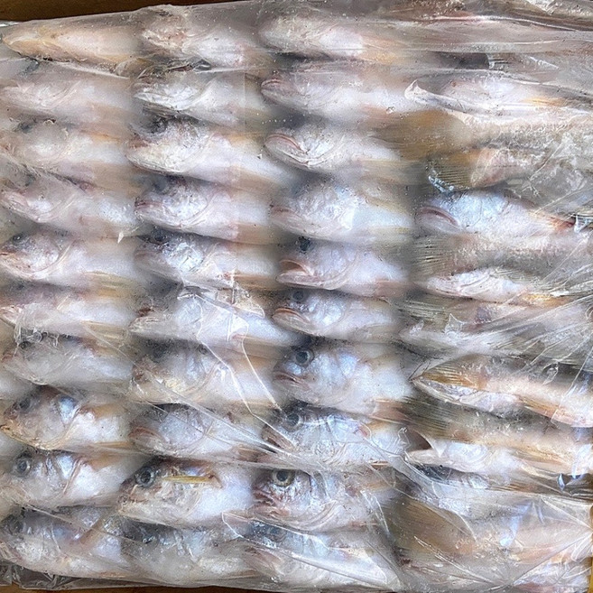 침조기 황민어 7P0 침굴비 도매 업소용 긴가이석태 (160미) 13kg /6.5kg, 7P0 한통 13kg 미손질(약 160미), 1개