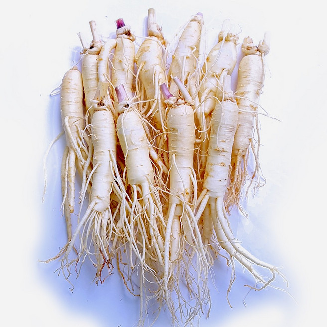 (세척)인삼수삼 오쿠용 원수삼 소 10뿌리내외 500g, 1개