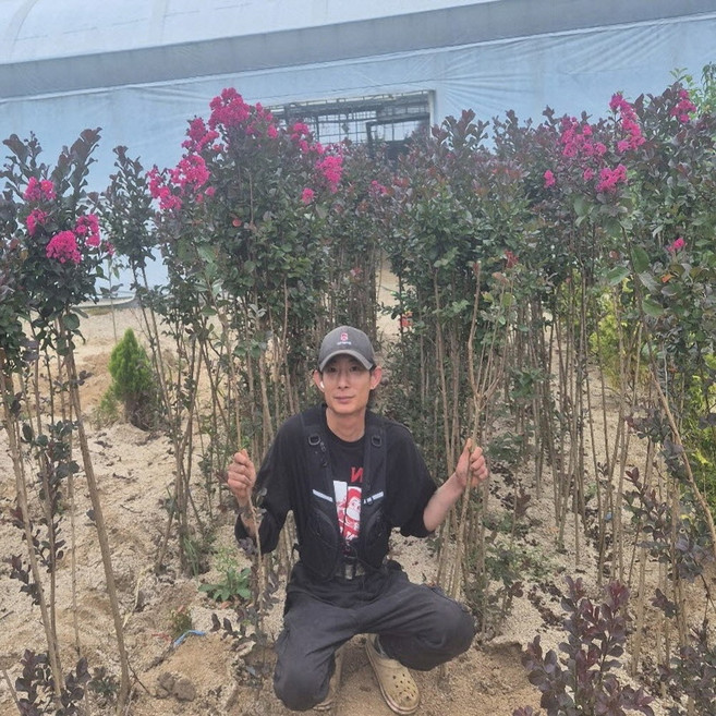 배롱나무 묘목 목백일홍나무 핑크벨로 스탠다드 3년 상묘 여름 꽃나무, 핑 크벨로스탠다드 3년분묘상묘