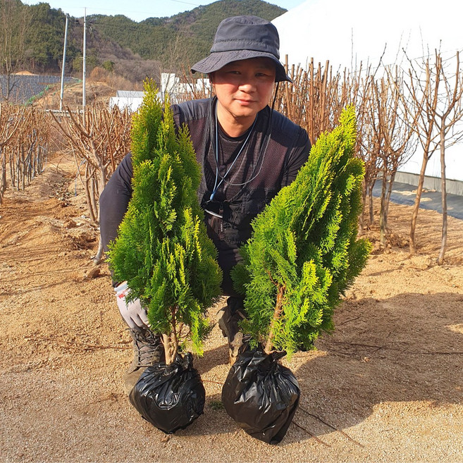 황금측백 (70cm이상) 2개