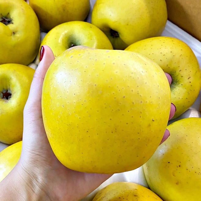 재구매율1위 16Brix 황금사과 시나노 골드 사과, 1박스, 5kg