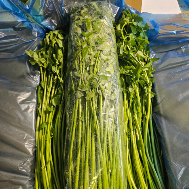 [초록이네] 국내산 손질 미나리 돌미나리 국산미나리, 1박스, 1kg