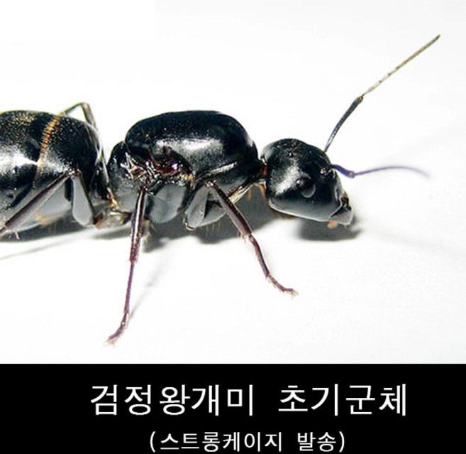 바부르마트 일본왕개미 초기군체 / 개미사육 / 애완개미 / 검정왕개미 / 일본왕개미, 1개