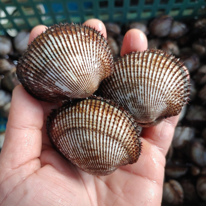 남해안 청정지역에서 자란 감칠맛이 뛰어난 피꼬막, 1박스, 피꼬막 1kg (15-20미)