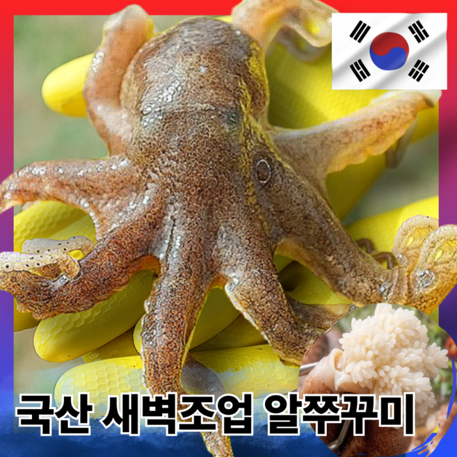 [새벽조업] 국산 알쭈꾸미 알배기 생물 국내산 쭈꾸미 활쭈꾸미 1kg, 1개