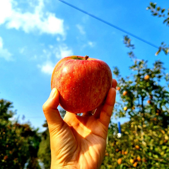 초특급 가성비 가정용 햇 홍로사과(소과), 1박스, 홍로사과4kg(중소과)