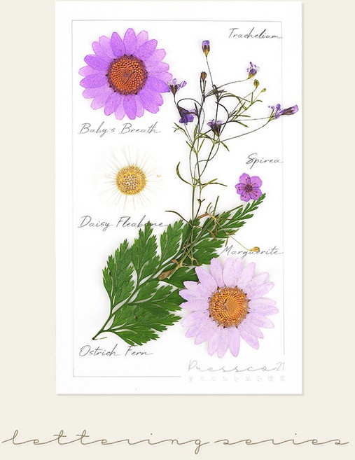 [국내 최초] 프레스코21 프리미엄 압화 레터링시리즈 S, 바이올레타