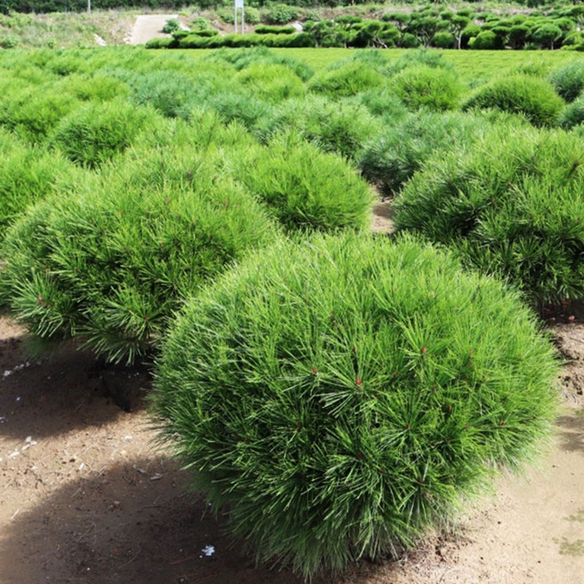 [충북농원] 반송(둥근) 소나무 묘목 - 조형반송반송이월반송, 1개, W0.4/분/이월