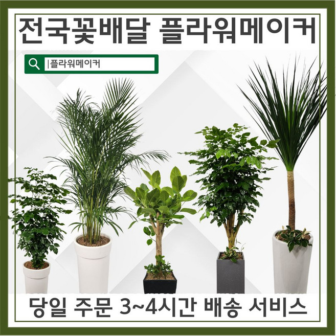 관엽식물 공기정화식물 개업선물용식물 집들이선물용식물 플라워메이커, 일반형, 여인초, 1개