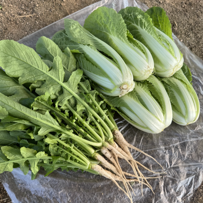 [달콤밥상] 강원도 철원 어린열무(얼갈이세트) 산지직송, 1개, 4kg