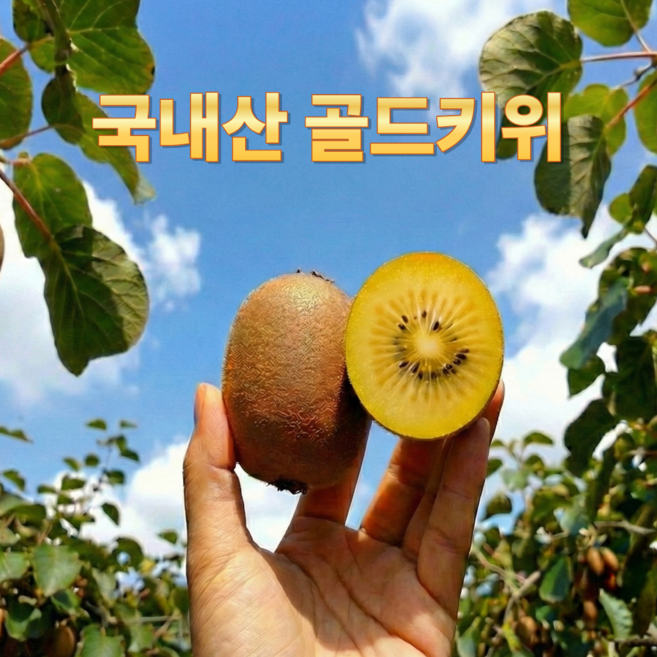 [진담] 황금과즙 고당도 골드키위, 1개, 1kg