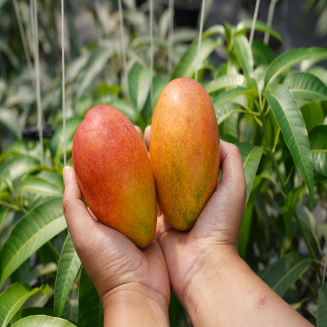 오케이팜 제주 산지직손 고당도 애플미니망고 당도보장 여름 망고, 1개, 500g x2ea