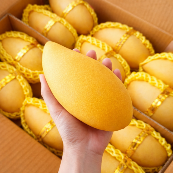 [백화점납품용] 20brix 프리미엄 태국 골드망고, 1박스, 2kg