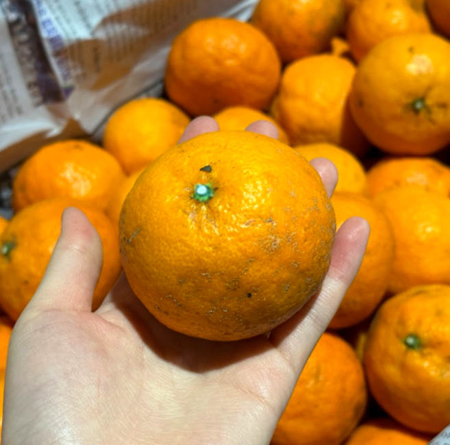 [초특가할인] 제주도 카라향 실속형 카라향, 1박스, 카라향 실속형 10kg 랜덤과