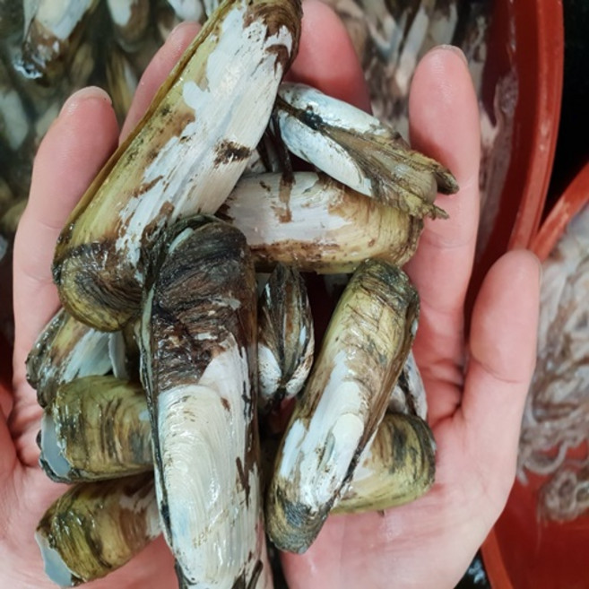 (산지직송)순천 별량 지근거림이 없는 맛조개 1kg 30-40개내외, 1kg 30~40미, 1개