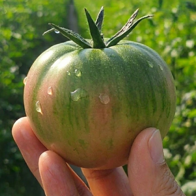 산지직송 대저토마토 짭짤이 지리적표시 인증, 1박스, 대저짭짤이토마토 소과(3S-S) 2.5kg