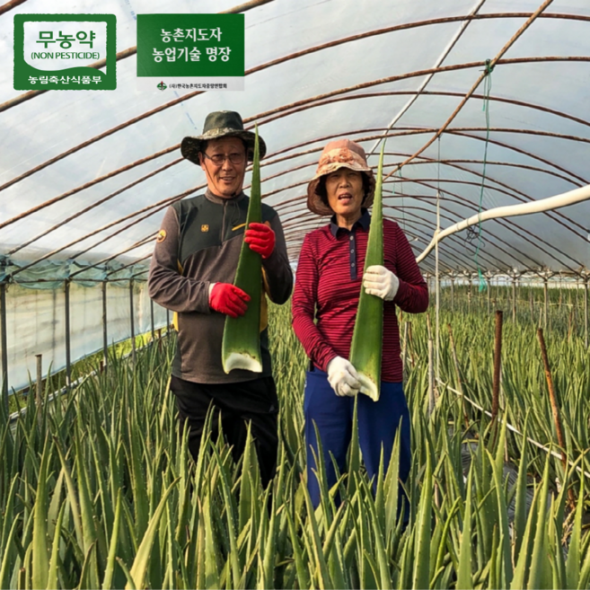 무농약 생 알로에 알로에베라 생잎 8kg, 1박스