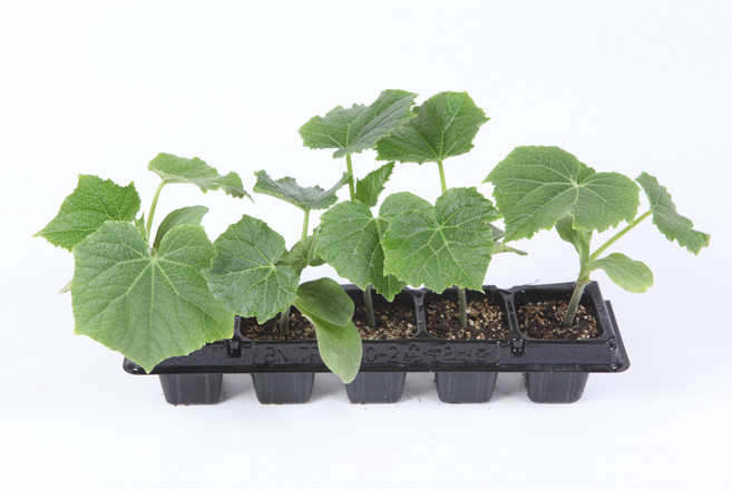 가시오이(접목)모종 5포기, 1개