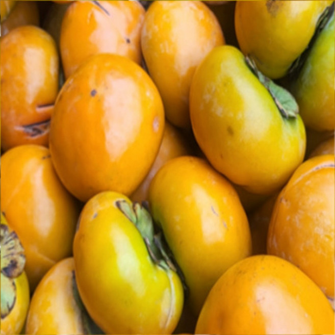 [신선당일발송] 막 따낸 향긋한 굿뜰해 가정용 단감 달콤한 가을 맛, 1개, 가정용 단감 10kg