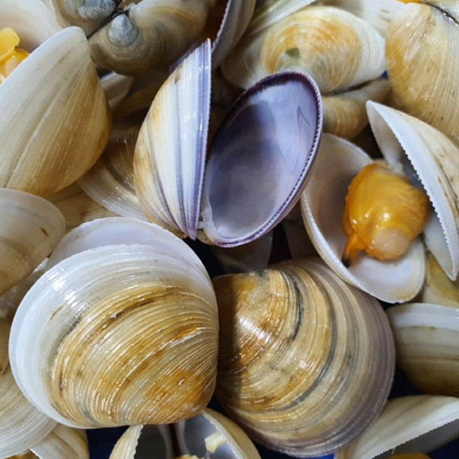 조개찜 조개탕용 고급 모시 조개 1kg