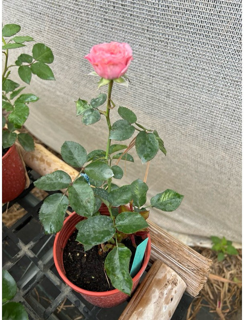玫瑰 多花 四季開花, 1個, 四吋盆