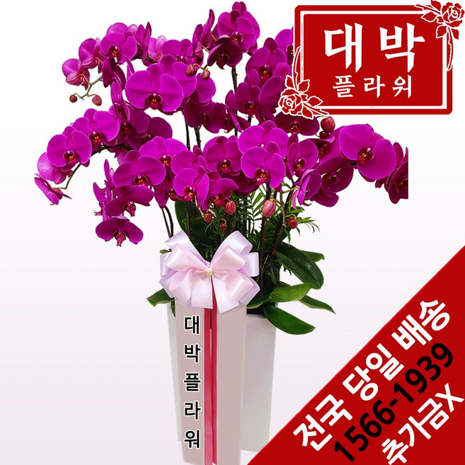 대박플라워 핑크호접란 서양란 승진선물 취임란 영전 이전 발령 개원 개소 인테리어 개업선물 선생님선물 부모님선물 전국꽃배달서비스, 1개