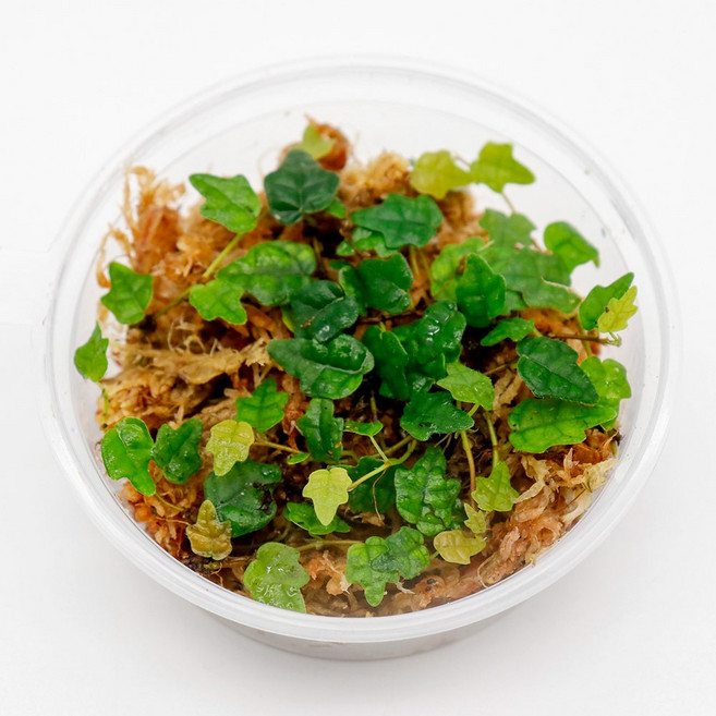 미미네아쿠아 테라리움 식물 제주애기모람 1컵, 1개