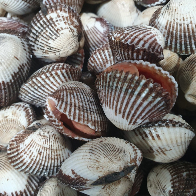 당일조업 벌교 꼬막 새꼬막 cockle, 1박스, 여수 킹꼬막 1kg (55미 내외)