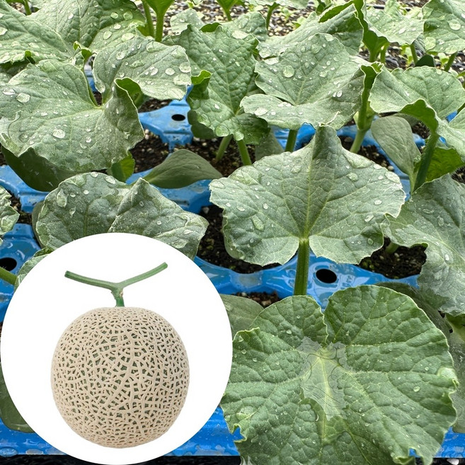 새마을총각 멜론모종 고당도 메론모종, 2개