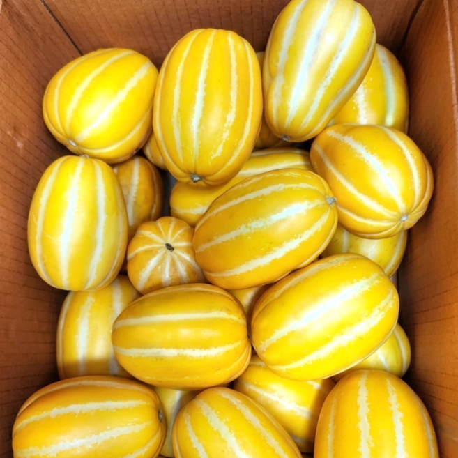 참외 산지직송 고당도 당일수확 성주참외, 1개, 3kg 소과