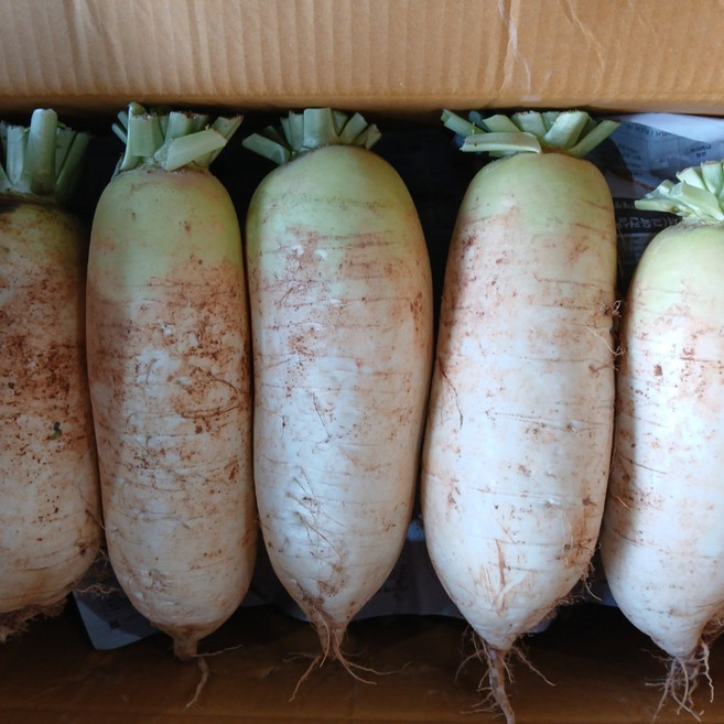 [씽씽팜] 산지직송 고창 황토흙 자연그대로의 신선한 햇무, 1개, 3kg-4kg