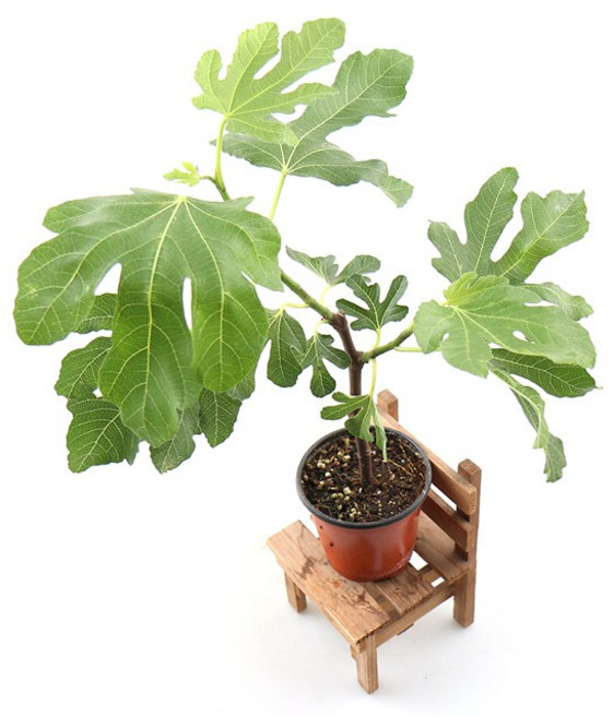 갑조네 무화과(소) 무화과나무 무화과묘목 열매식물 특이작물, 1개